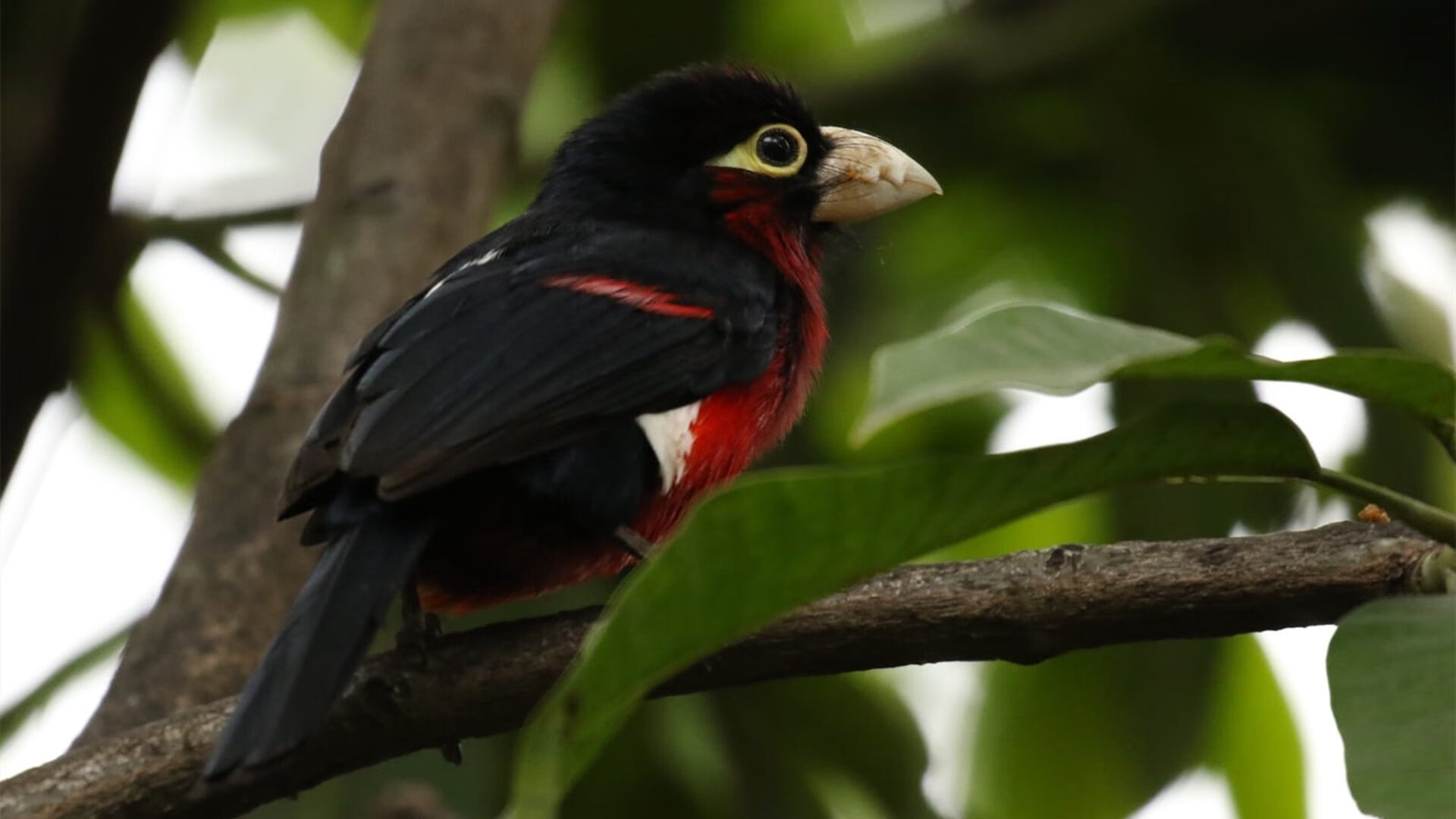 开云官方-巴特勒引领热火反击成功，巴特勒引领热火反击成功视频