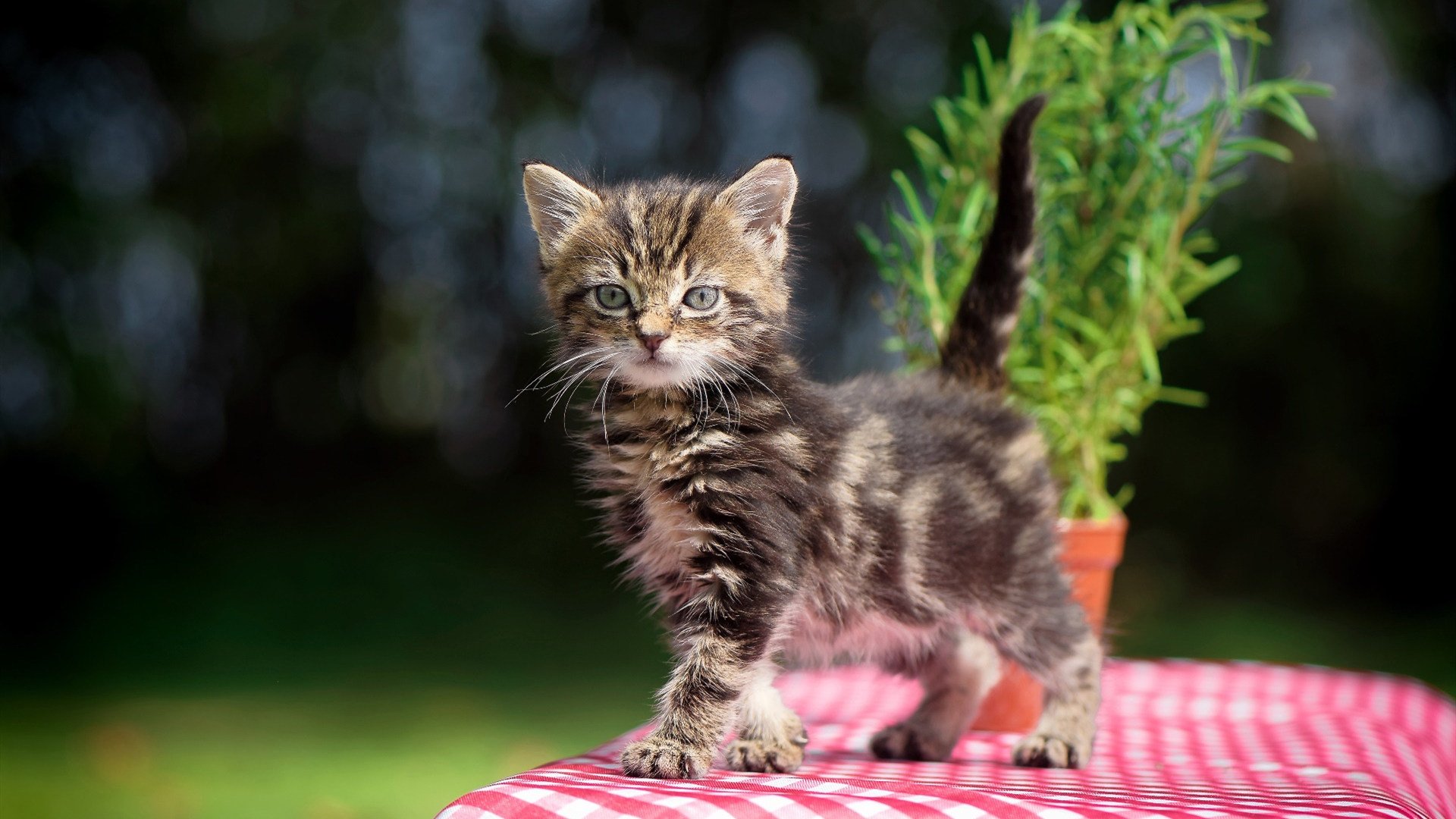 巴斯克球队大胜,积分榜逐渐攀升,巴斯克球员汇总