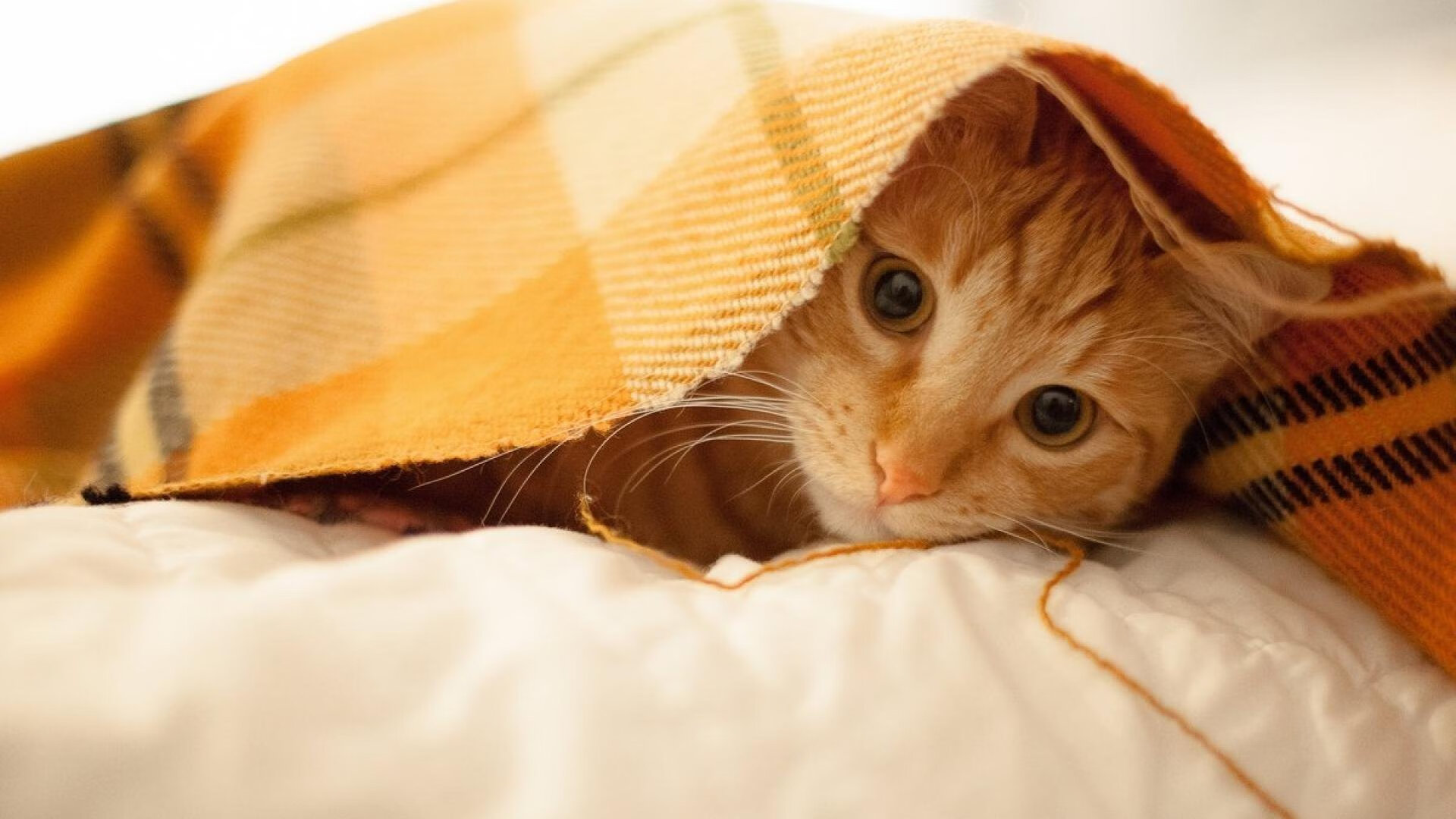 那不勒斯在意甲联赛中夺冠,终结33年冠军荒。,那不勒斯意甲战绩