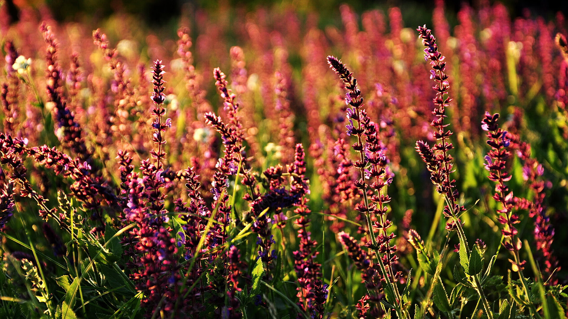 开云·Kaiyun网页版-足球赛事热火朝天，球队实力对话激烈，足球热身赛赛程