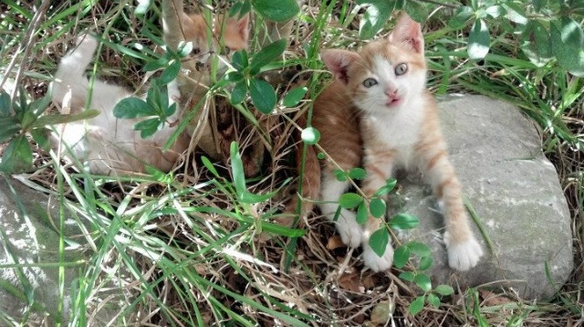 开云官网-阿斯顿维拉主场3-2险胜布伦特福德，进攻端火力全开，阿斯顿维拉比赛