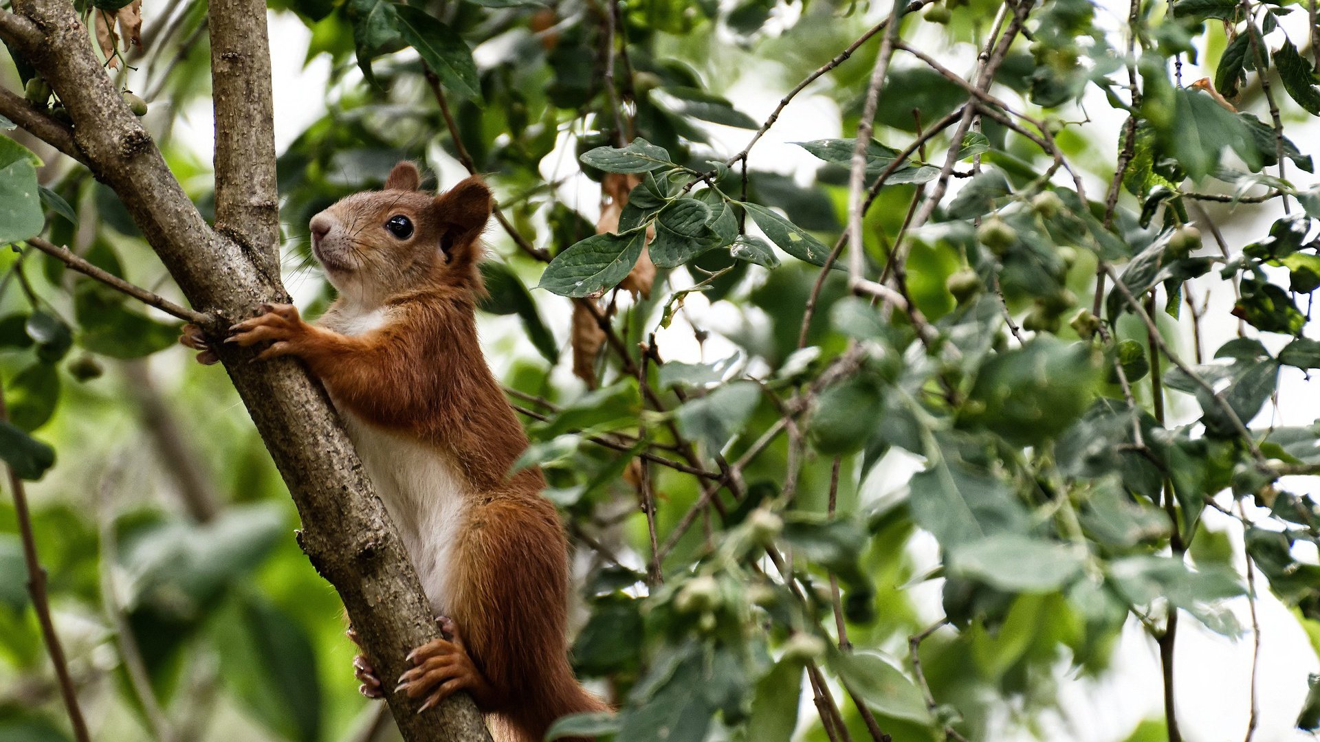 开云平台-英超裁判语义模型提升多语境判罚准确率，2021赛季英超裁判