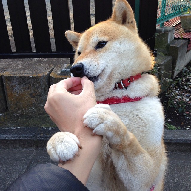 Kaiyun(中国)开云-运动员心理素质培养模式，运动员心理素质培养模式包括