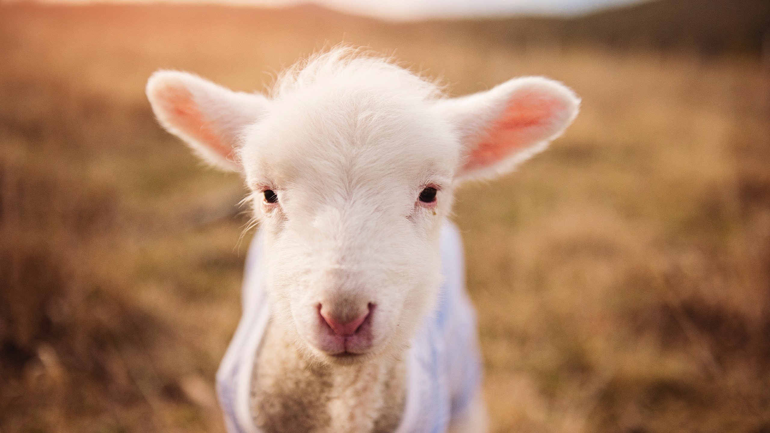 埃弗顿防守韧性提升稳住局势,埃弗顿强吗