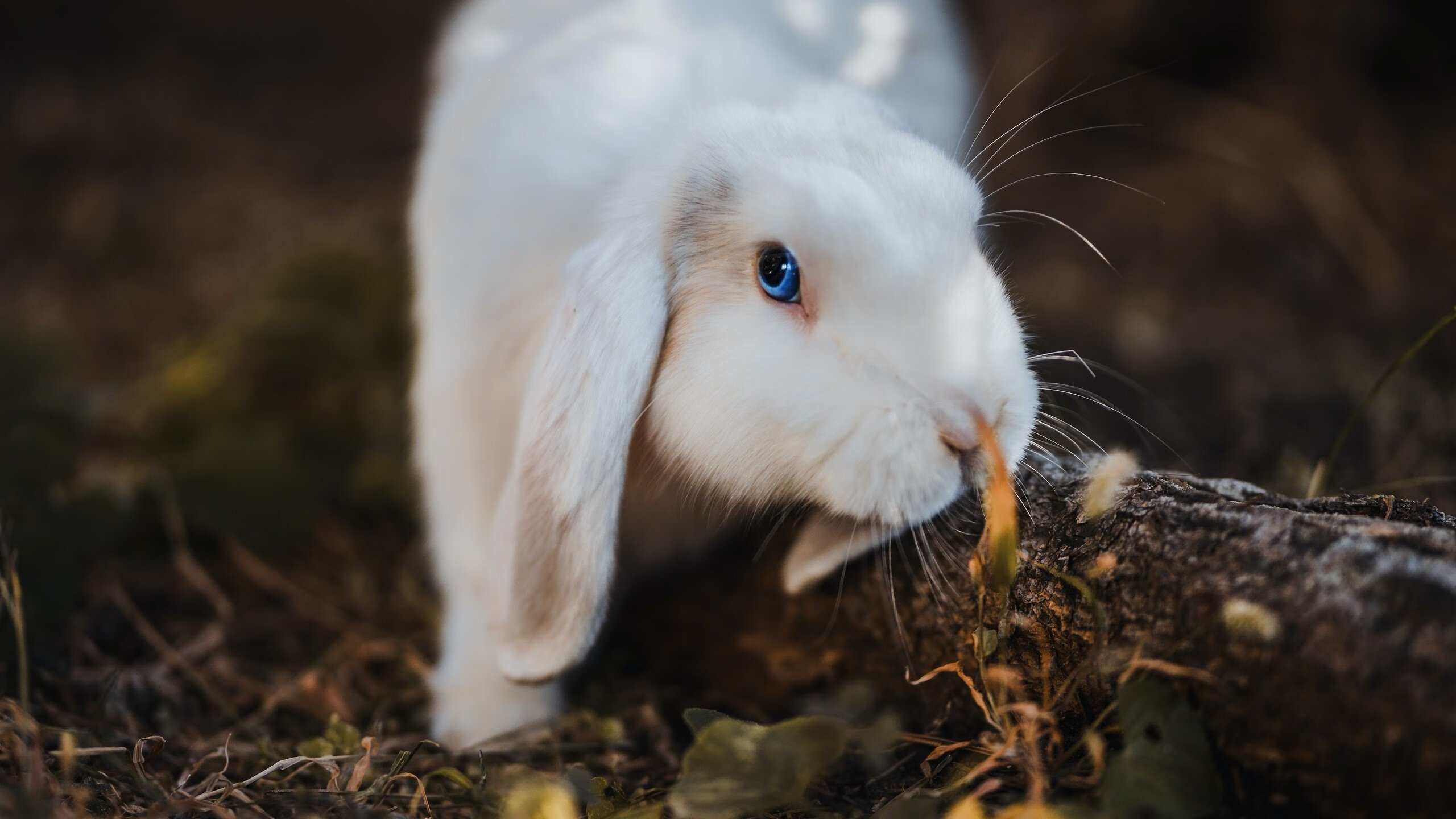 快节奏战术体系是否更容易出现高分大战,快节奏百度百科