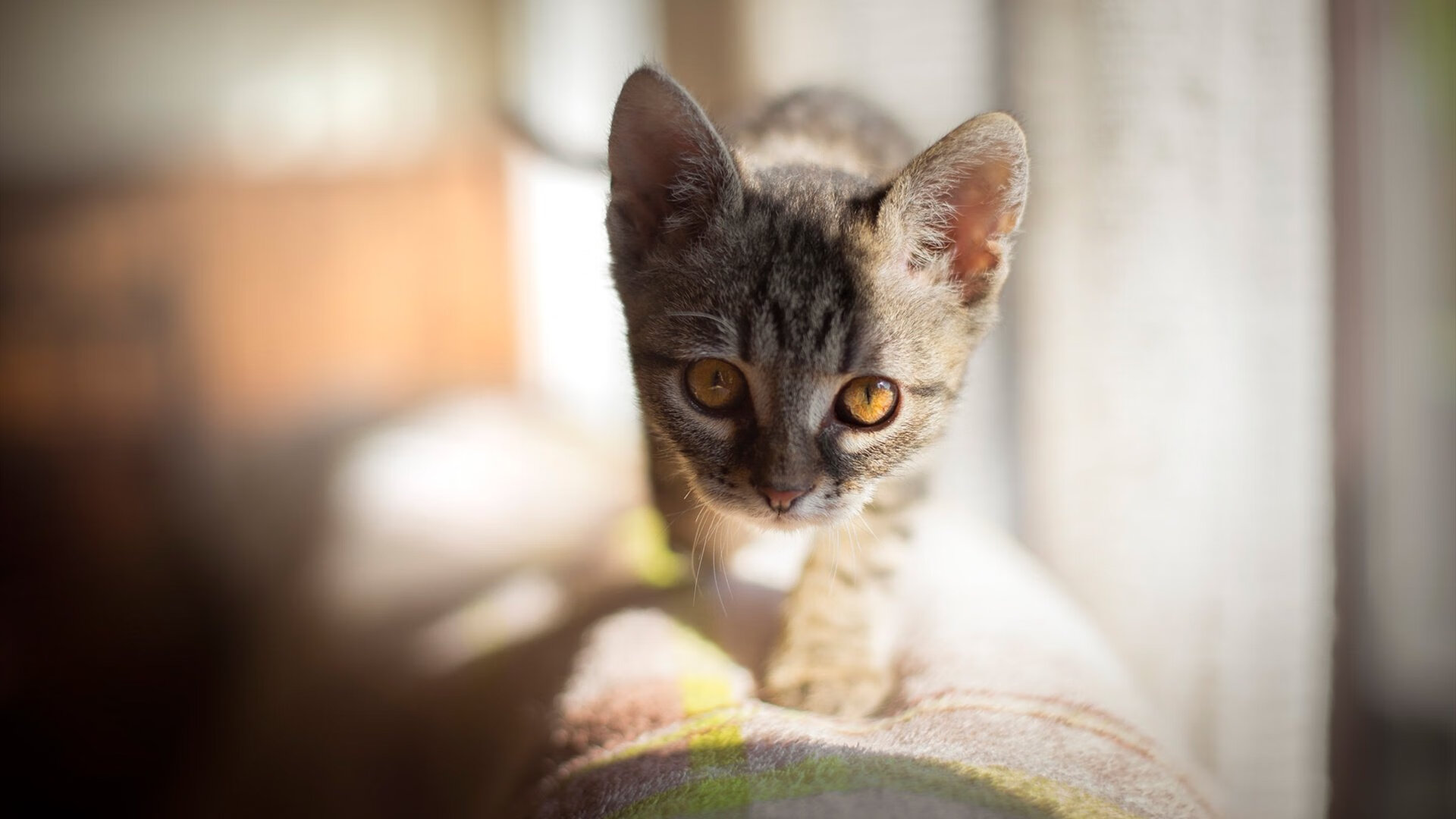 kaiyun官方网站-“马丁·高尔西的防守天赋，让阿根廷美洲狮队如虎添翼”