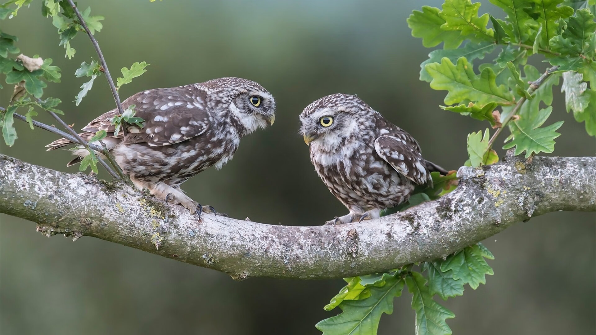 开云·体育官网-奥康纳的全场表现，令袋鼠队攻防转换迅速有效，奥康纳扮演者